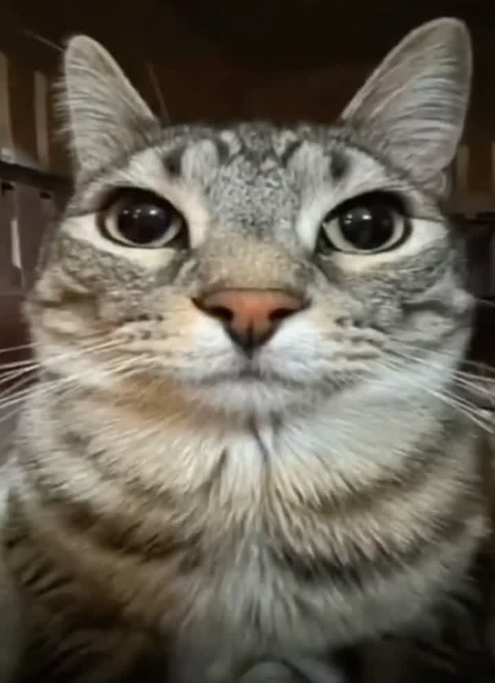 Active Meme Reaction